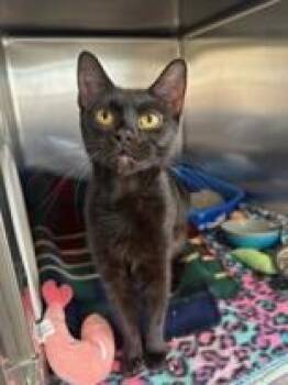 Ophelia -  Domestic Short Hair Cat Available for Adoption in Manitowoc, Wisconsin - Ophelia | PetCurious