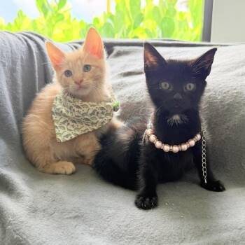 Coco and Toffee -  Domestic Short Hair Cat for Adoption in Coral Gables, Florida - Coco And Toffee | PetCurious