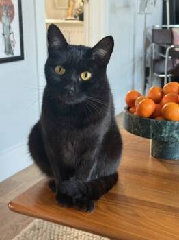 Rescue Domestic Short Hair Cats for Adoption in San Diego, California - Hamilton | PetCurious