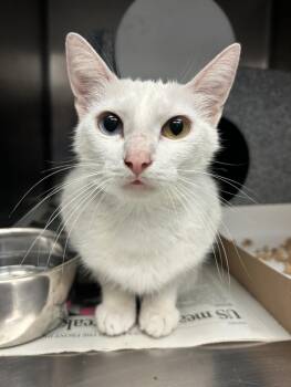 HAM -  Domestic Short Hair Cat for Adoption in Tulsa, Oklahoma - HAM | PetCurious