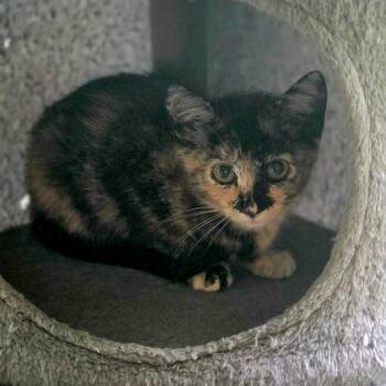 Zelda -  Tortoiseshell Cat for Adoption in Bentonville, Arkansas - Zelda | PetCurious