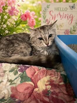 Domestic Long Hair Cats Available for Adoption in Belleville, Michigan - Chloe | PetCurious