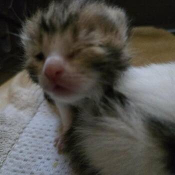 Portobello -  Domestic Short Hair Cat for Adoption in Spring Hill, Kansas - Portobello | PetCurious