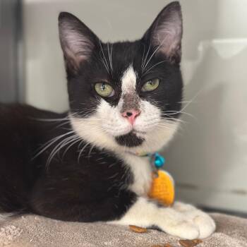 D47116 Cadmium -  Domestic Short Hair Cat for Adoption in Port Washington, New York - D47116 Cadmium | PetCurious
