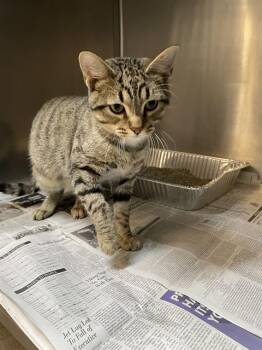 Rescue Domestic Short Hair Cats for Adoption in Aurora, Illinois - BUCKINGHAM | PetCurious