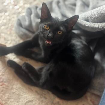 Rescue Domestic Short Hair Cats for Adoption in Morrison, Colorado - Keekee Samos Millar | PetCurious