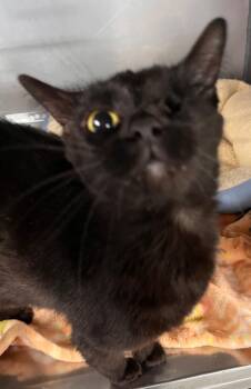 Rescue Domestic Short Hair Cats for Adoption in Huntington, Indiana - Embe | PetCurious