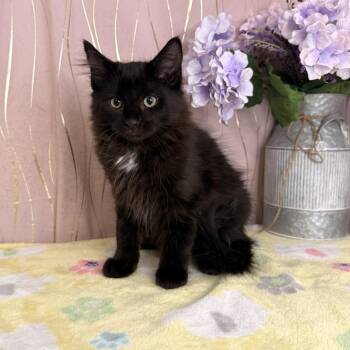 Domestic Medium Hair Cats Available for Adoption in Long Beach, Mississippi - Starr | PetCurious