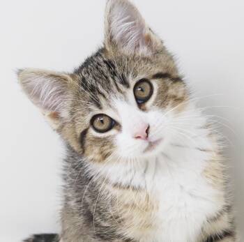 Jane is simply joy in kitten form - THERAPY KITTEN POTENTIAL -  Turkish Van and Bengal Cat for Adoption in Bedford Hills, New York - Jane Is Simply Joy In Kitten Form - THERAPY KITTEN POTENTIAL | PetCurious