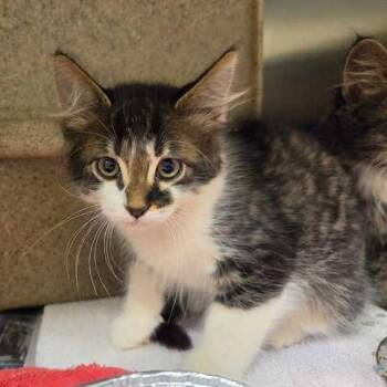 Robbie Sinclair -  Domestic Medium Hair Cat for Adoption in Asheville, North Carolina - Robbie Sinclair | PetCurious
