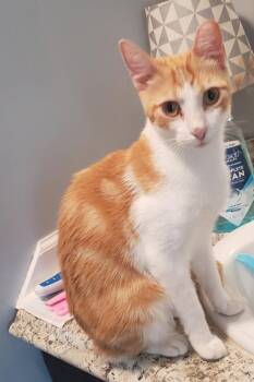 Petey -  Domestic Short Hair Cat for Adoption in Lemoyne, Pennsylvania - Petey | PetCurious