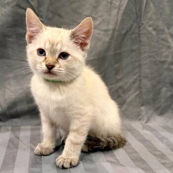 Lark -  Domestic Short Hair Cat for Adoption in Franklin, Tennessee - Lark | PetCurious