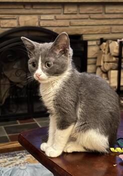 Domestic Short Hair Cats Available for Adoption - Pixel | PetCurious