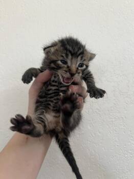 Tedster -  Domestic Medium Hair and Tabby Cat for Adoption in Oakdale, California - Tedster | PetCurious