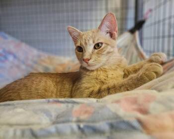 Mango -  Domestic Short Hair Cat for Adoption in Lovingston, Virginia - Mango | PetCurious