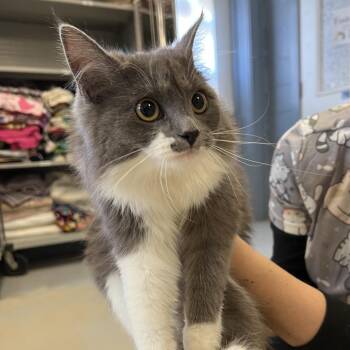 Domestic Long Hair Cats Available for Adoption in Ruckersville, Virginia - Tulip | PetCurious