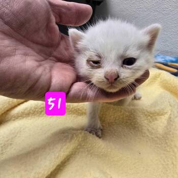 Domestic Short Hair Cats Available for Adoption in Los Angeles, California - Iro | PetCurious