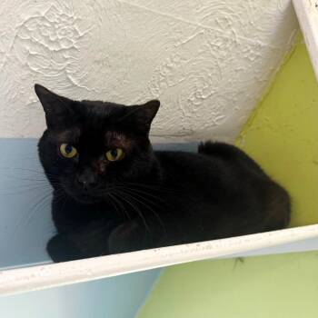 Domestic Short Hair Cats Available for Adoption in Brownsboro, Alabama - Avocado | PetCurious