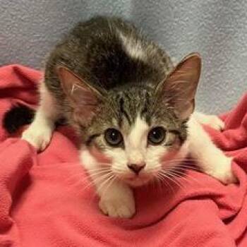 Bulldozer -  Domestic Short Hair Cat for Adoption in Green Valley, Arizona - Bulldozer | PetCurious