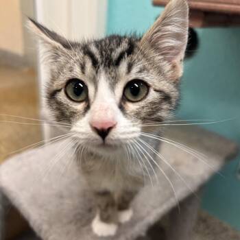Jasper -  Domestic Short Hair Cat for Adoption in Fresno, California - Jasper | PetCurious
