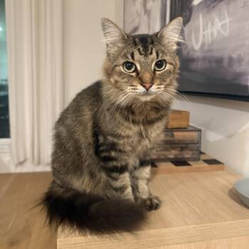 Cricket -  Domestic Long Hair Cat for Adoption in Satsuma, Alabama - Cricket | PetCurious