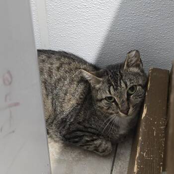 Domestic Short Hair Cats Available for Adoption in Yanceyville, North Carolina - Emerus 26-0367 | PetCurious