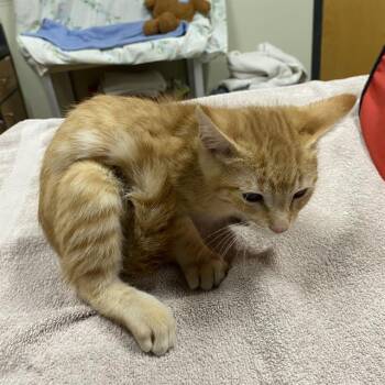 A611134 -  Domestic Short Hair Cat for Adoption in Modesto, California - A611134 | PetCurious