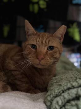 Domestic Short Hair Cats Available for Adoption - Fletcher | PetCurious
