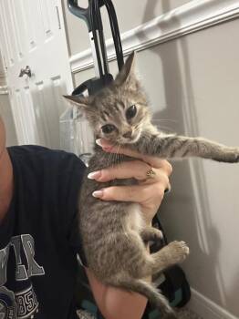 Frank IN FOSTER -  Domestic Short Hair Cat for Adoption in Danielsville, Georgia - Frank IN FOSTER | PetCurious