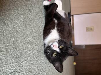 Bella -  Domestic Short Hair Cat Available for Adoption in Absecon, New Jersey - Bella | PetCurious
