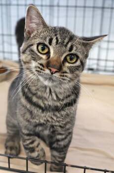 Loaf -  Domestic Short Hair Cat for Adoption in Thief River Falls, Minnesota - Loaf | PetCurious