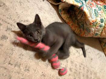 Rescue Domestic Short Hair Cats for Adoption in Millcreek, Utah - Hex | PetCurious