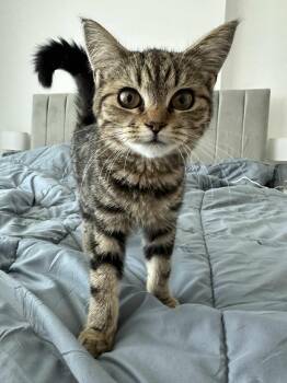 Domestic Short Hair Cats Available for Adoption in Mississauga, Ontario - Junie | PetCurious