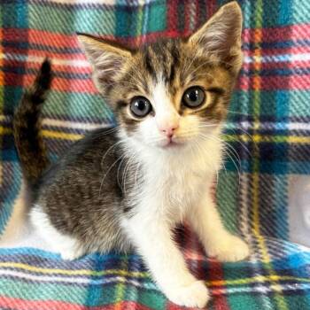 Wellington -  Domestic Short Hair Cat for Adoption in Mt. Juliet, Tennessee - Wellington | PetCurious