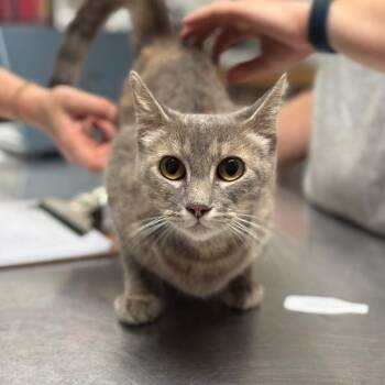 Wendy -  Domestic Short Hair Cat for Adoption in Fort Smith, Arkansas - Wendy | PetCurious
