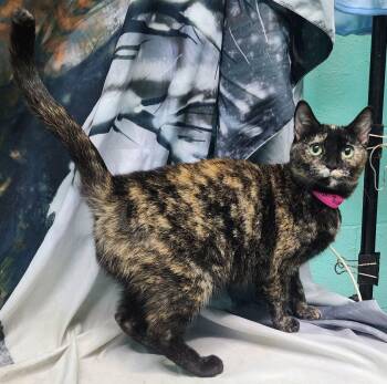 Domestic Short Hair Cats Available for Adoption - 251337  Bubbles | PetCurious