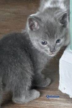 Domestic Short Hair Cats Available for Adoption in Penns Grove, New Jersey - Quinton | PetCurious