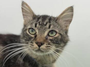 Trotsky -  Domestic Long Hair Cat for Adoption in Portland, Oregon - Trotsky | PetCurious