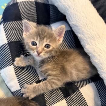 Wilder - Athens, GA -  Domestic Short Hair Cat for Adoption in Greensboro, Georgia - Wilder - Athens, GA | PetCurious