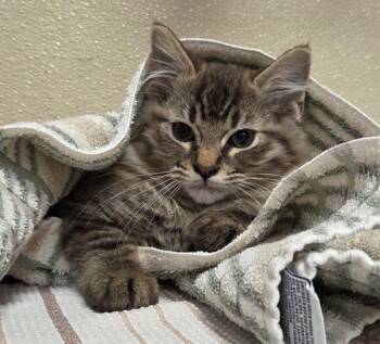 George Snowden -  Domestic Long Hair Cat for Adoption in Vancouver, Washington - George Snowden | PetCurious