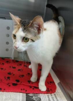 LUSTER -  Domestic Short Hair Cat for Adoption in Corpus Christi, Texas - LUSTER | PetCurious