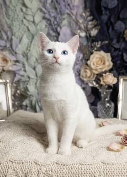 Pingo - Sister of Pongo -  Siamese and Domestic Short Hair Cat for Adoption - Pingo - Sister Of Pongo | PetCurious