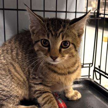 Anthony Michael Hall -  Domestic Short Hair Cat for Adoption in Marion, Virginia - Anthony Michael Hall | PetCurious