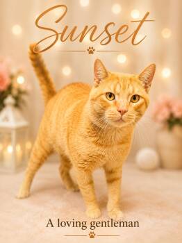 Sunset (FCID# 07/01/2026 - 155) -  Tabby Cat for Adoption in Greenville, Delaware - Sunset (FCID# 07/01/2026 - 155) | PetCurious