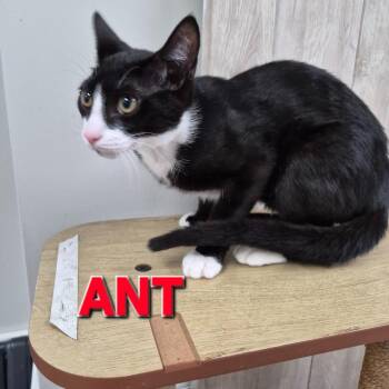 Domestic Short Hair Cats Available for Adoption in Rome, Georgia - Ant | PetCurious