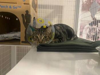 Lenny -  Domestic Short Hair Cat for Adoption in Port Alberni, British Columbia - Lenny | PetCurious