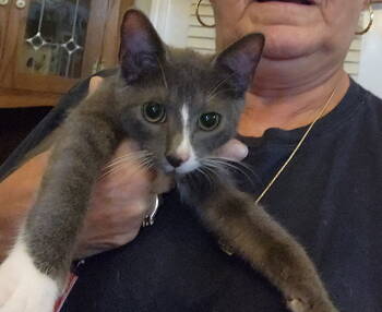 Rescue Domestic Short Hair Cats for Adoption in Buford, Georgia - Ross | PetCurious