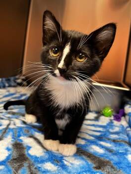 Ripley -  Domestic Short Hair Cat for Adoption in Logan, Utah - Ripley | PetCurious
