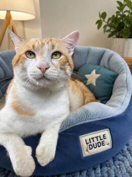Ducky -  Domestic Short Hair Cat for Adoption in Jacksonville, Florida - Ducky | PetCurious