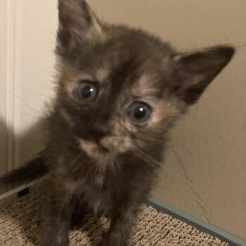 Smokey -  Domestic Short Hair Cat for Adoption in Grantsville, Utah - Smokey | PetCurious